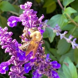 Meet your Posher, Sherry